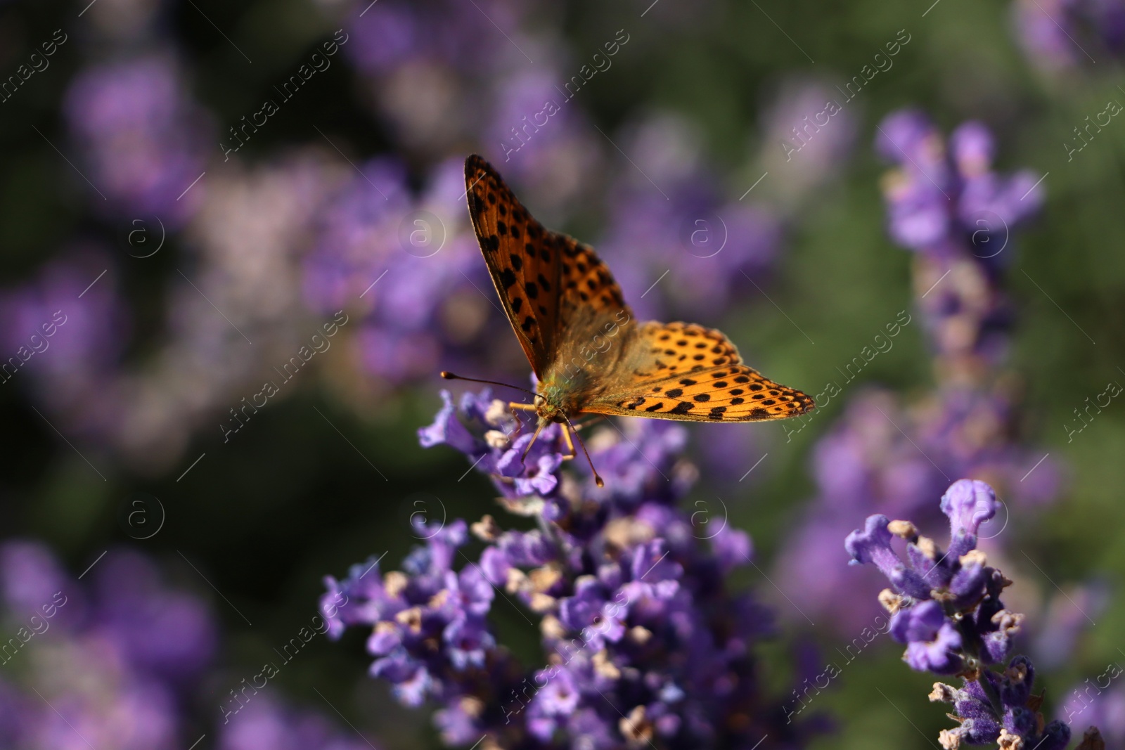 Photo of Beautiful butterfly in lavender field on summer day, closeup