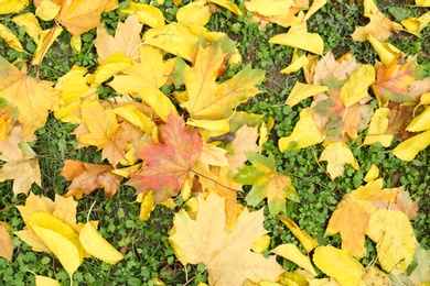 Photo of Colorful autumn leaves on green lawn in park, top view