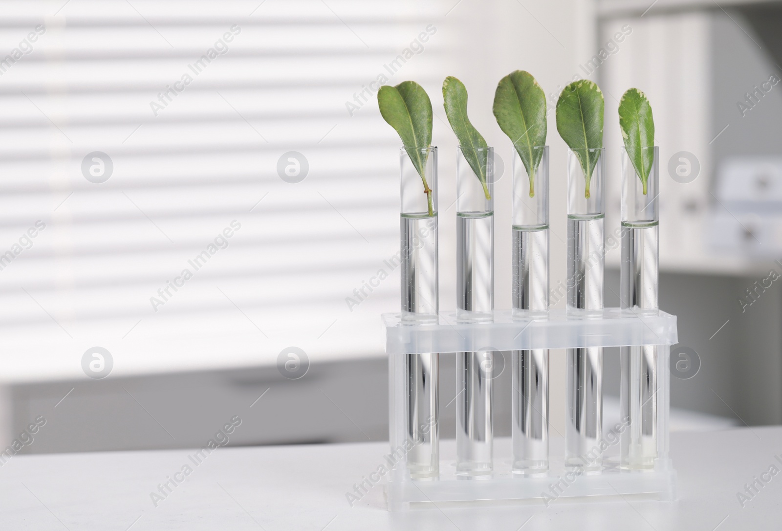 Photo of Test tubes with green leaves on white table in laboratory. Space for text