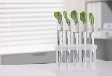 Test tubes with green leaves on white table in laboratory. Space for text