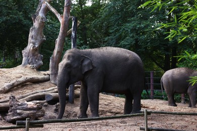 Photo of Pair of adorable elephant walking in zoological garden