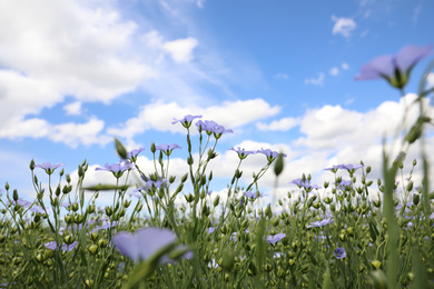 Beautiful view of blooming flax field on summer day