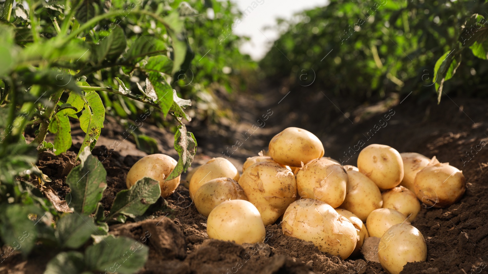 Photo of Pile of ripe potatoes on ground in field