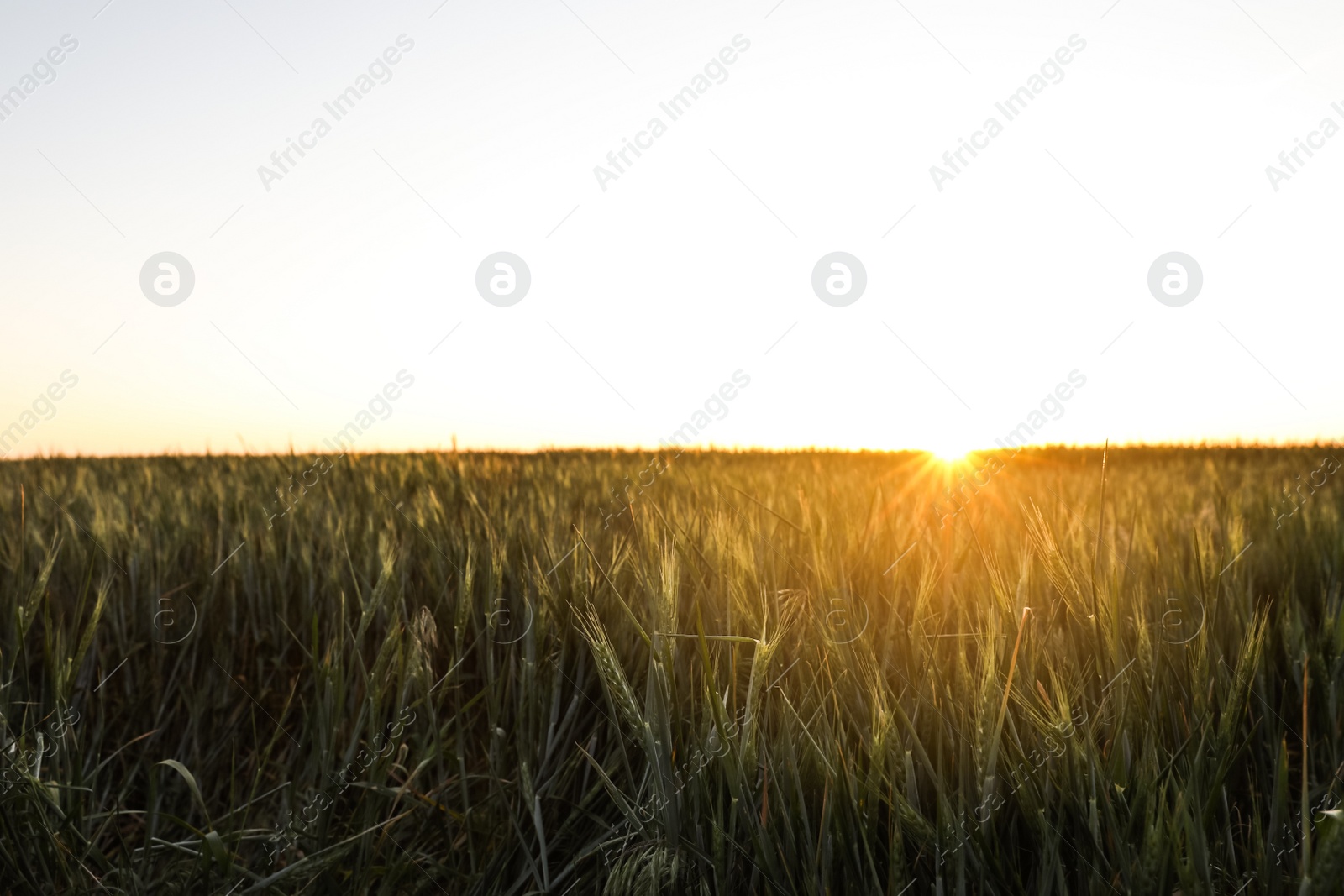 Photo of Beautiful field with unripe spikes at sunset