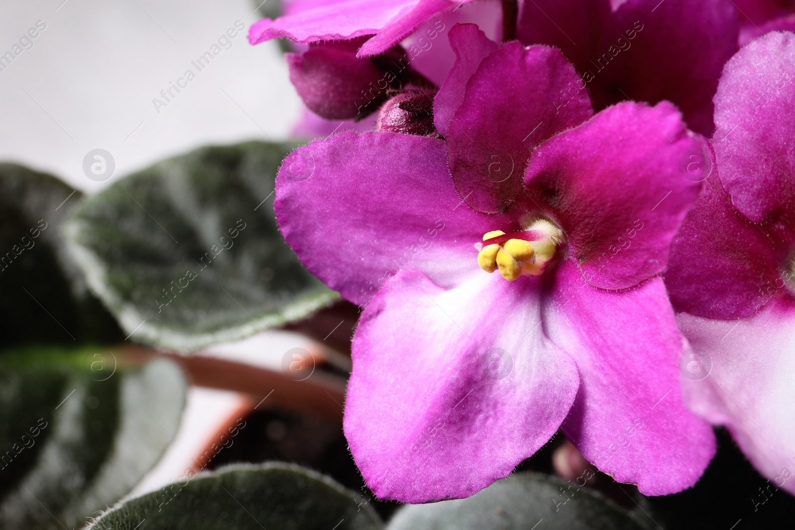 Photo of Closeup view of beautiful violet flowers on light grey background, space for text. Delicate house plant