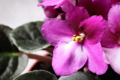 Photo of Closeup view of beautiful violet flowers on light grey background, space for text. Delicate house plant