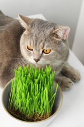 Cute cat near fresh green grass on white surface