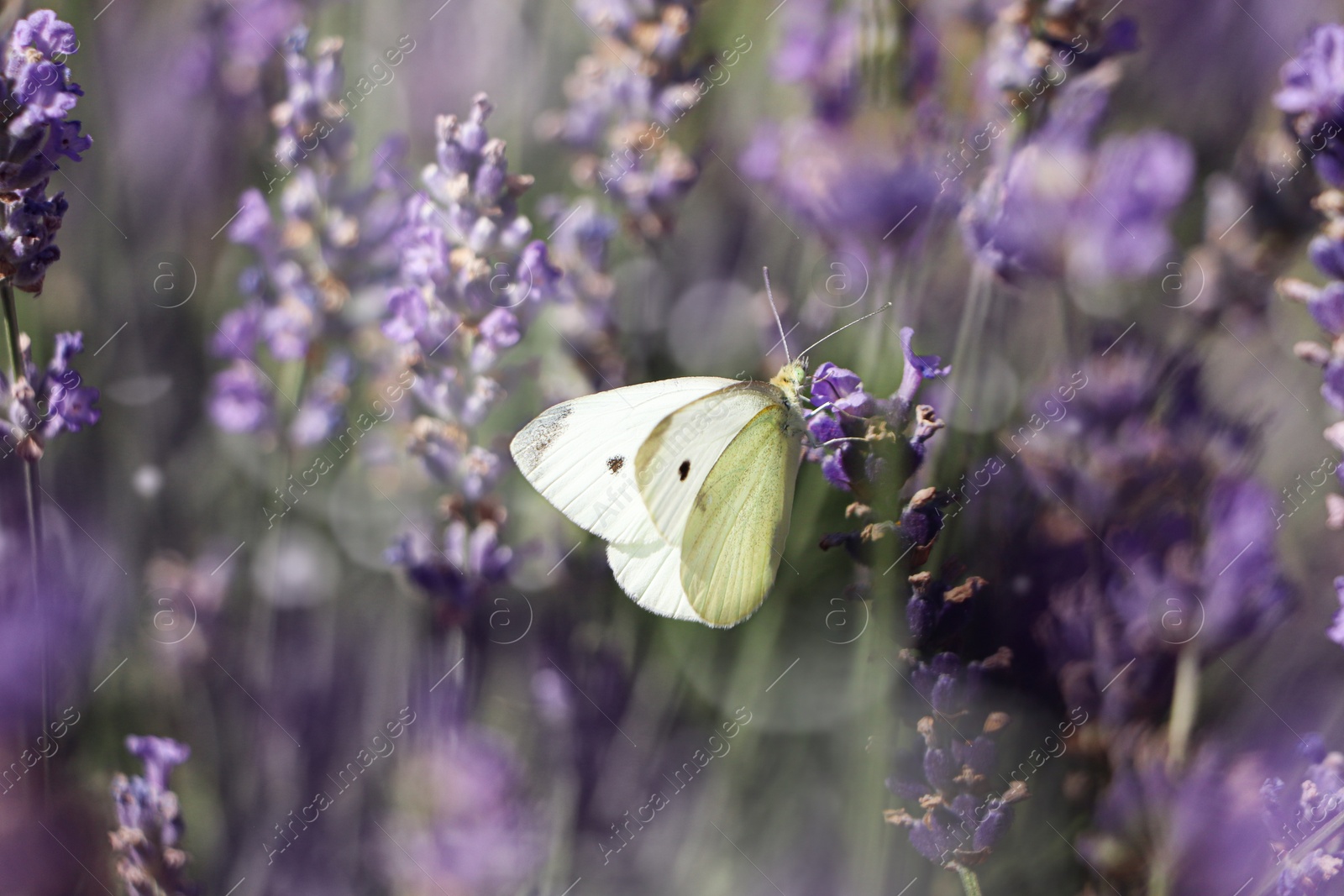 Photo of Beautiful butterfly in lavender field on summer day, closeup