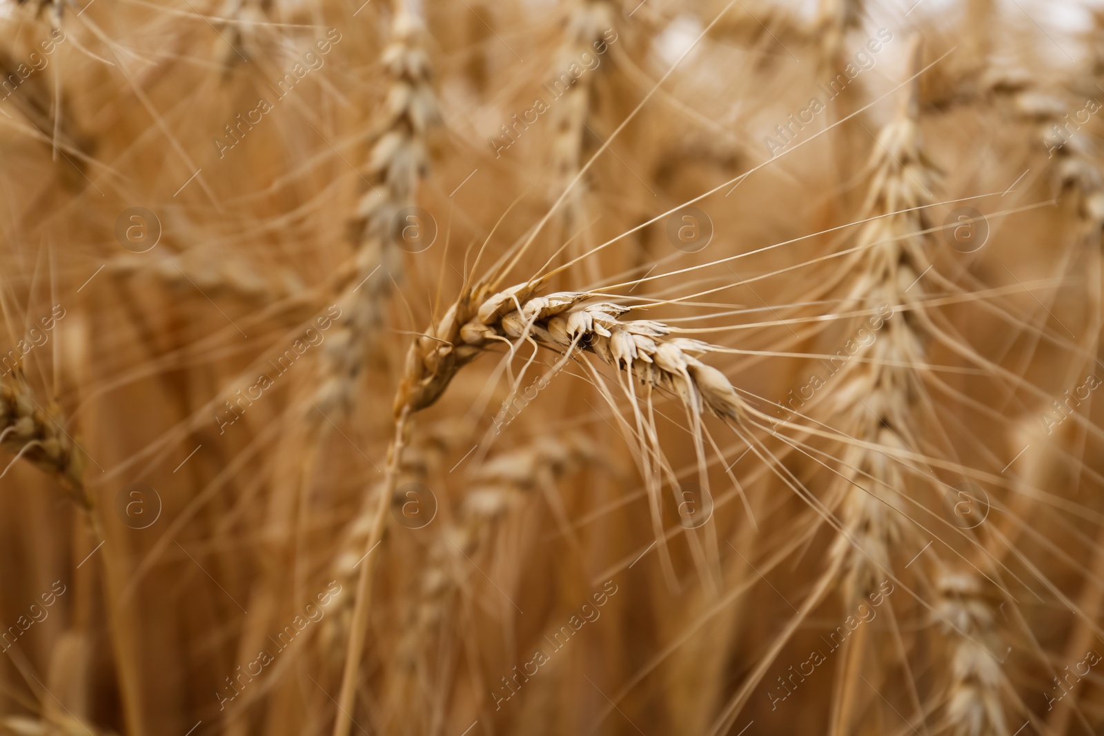 Photo of Ripe wheat spikes in agricultural field, closeup