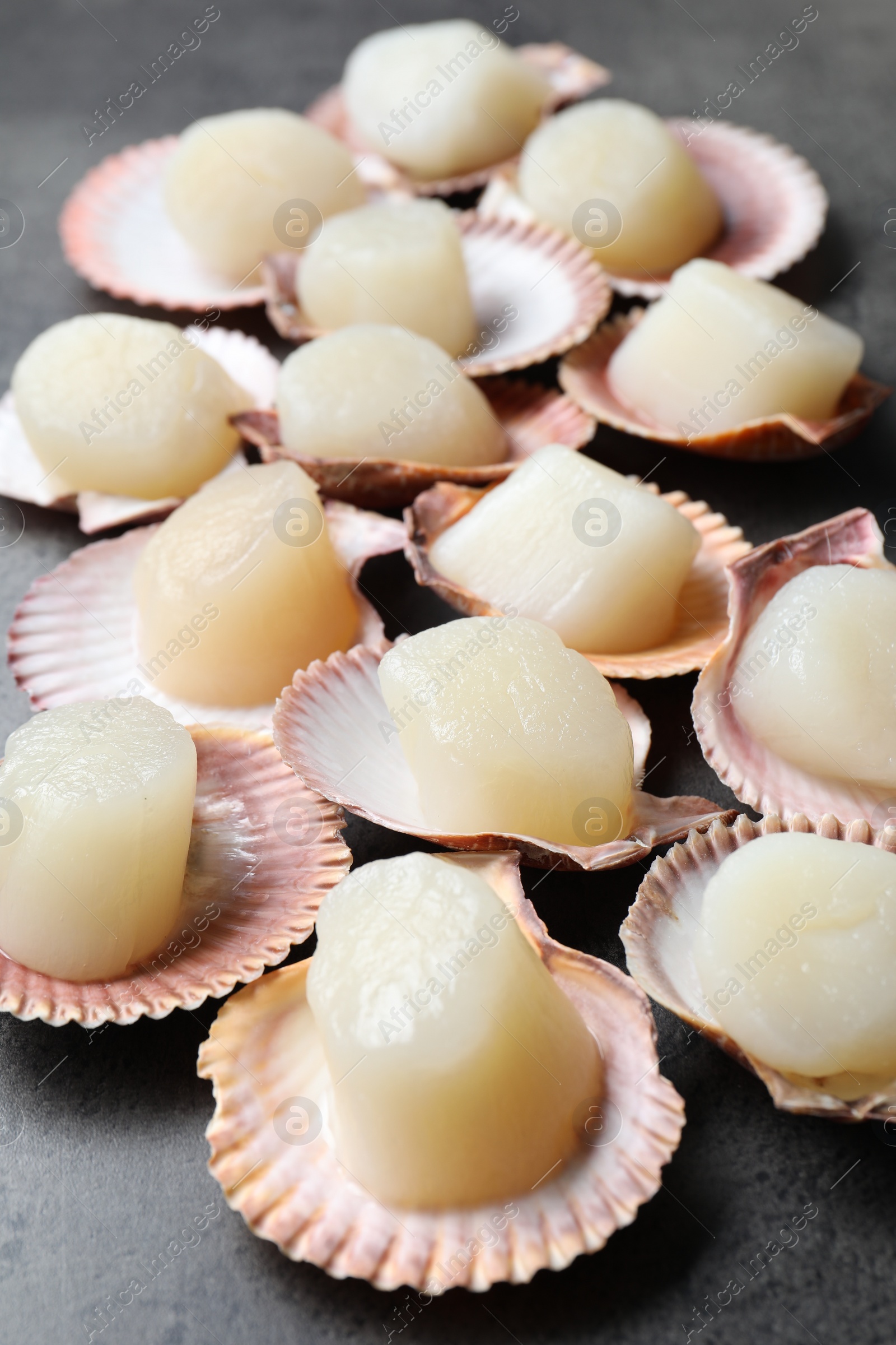 Photo of Many fresh raw scallops in shells on grey table, closeup