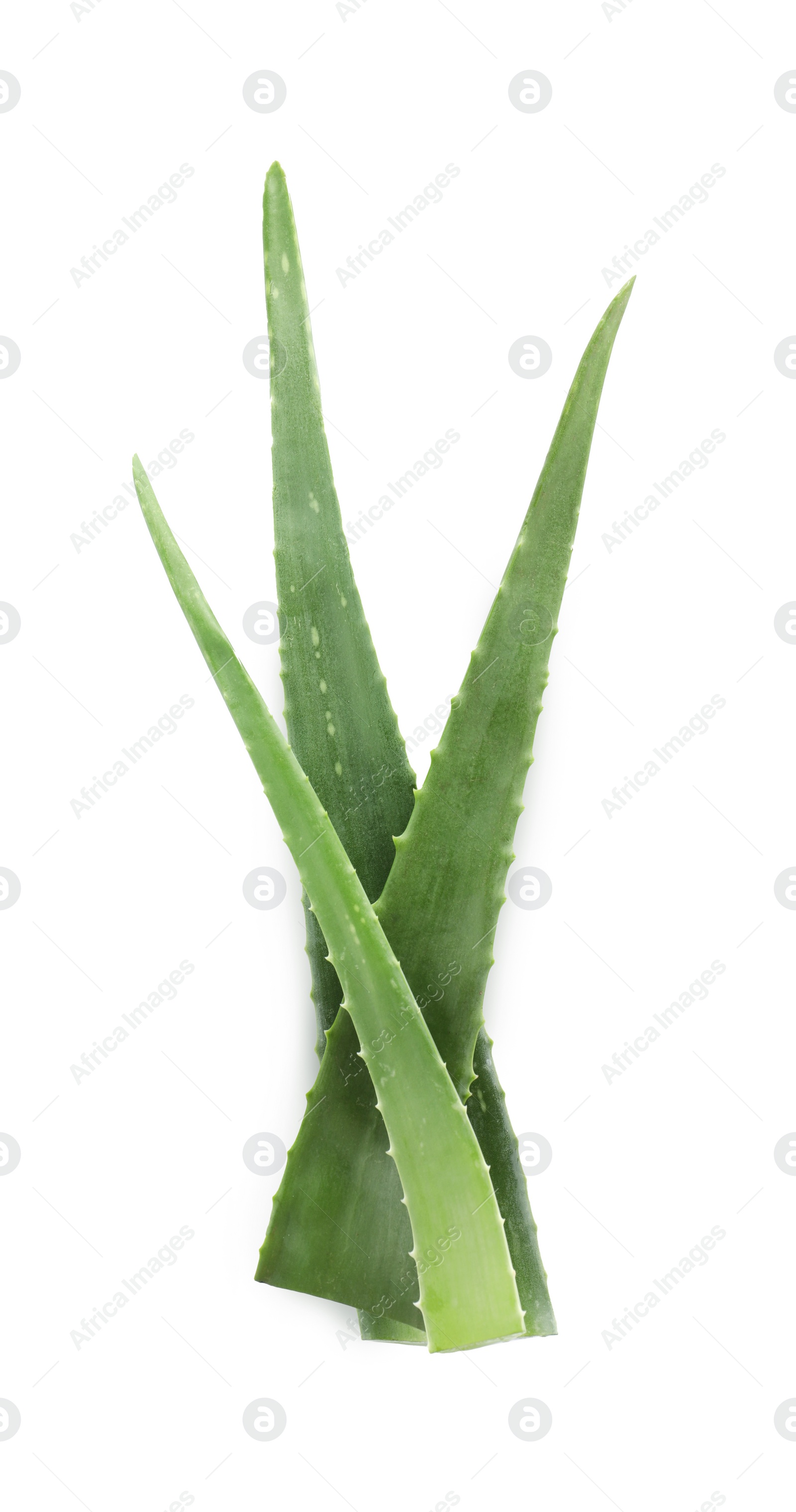 Photo of Green aloe vera leaves isolated on white, top view