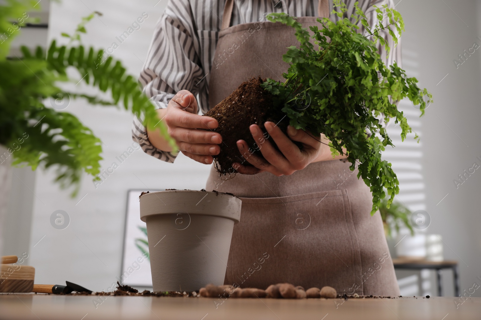 Photo of Woman planting fresh fern at table indoors, closeup