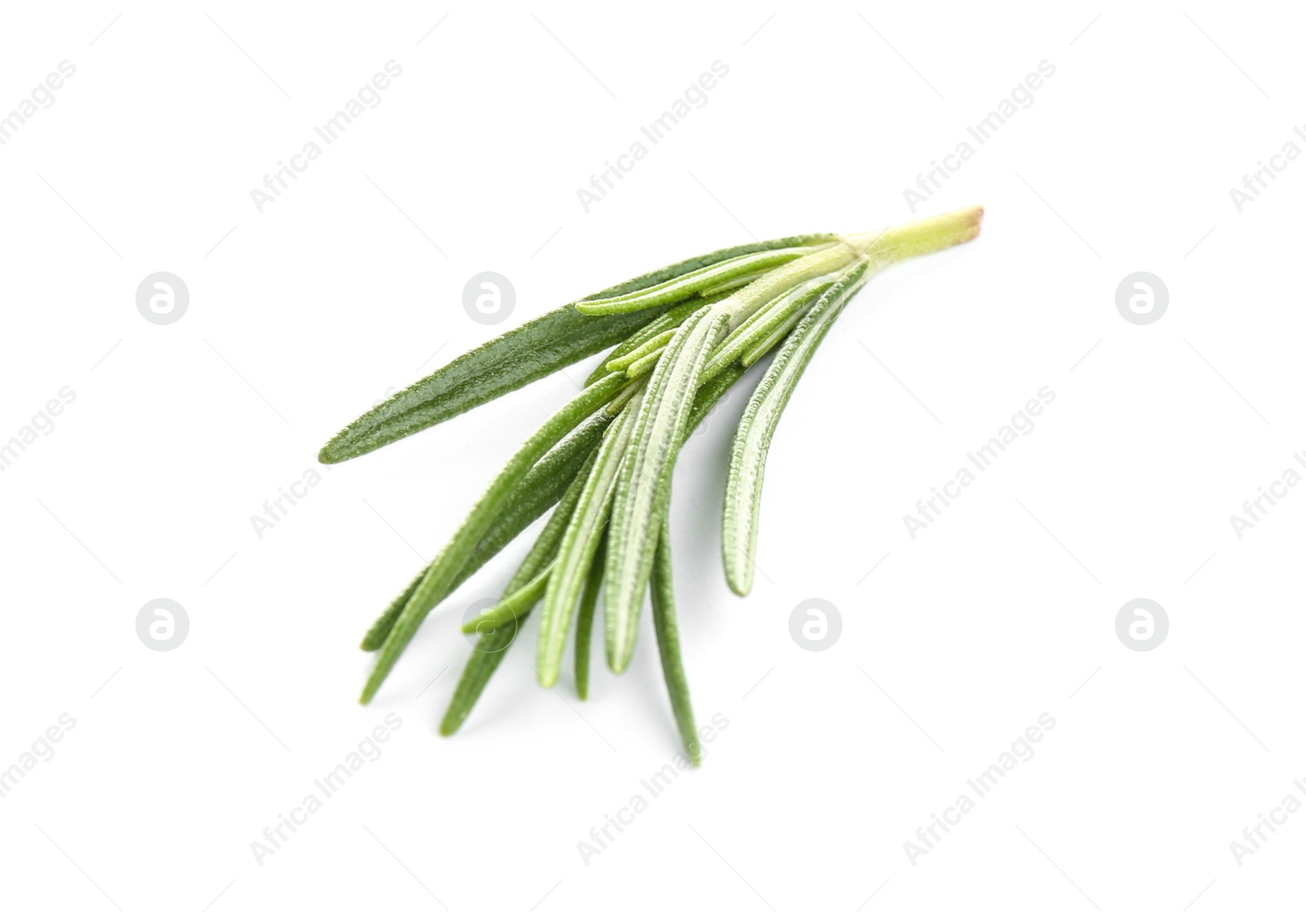 Photo of Fresh green rosemary isolated on white. Aromatic herb