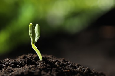 Photo of Little green seedling growing in soil, closeup. Space for text