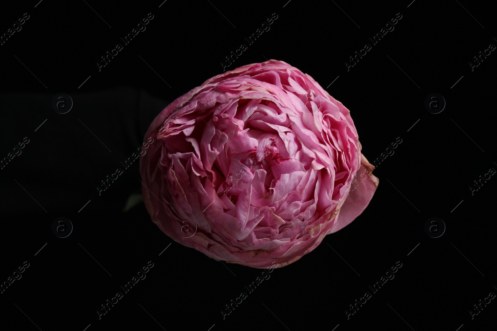 Photo of Beautiful fresh pink peony on dark background