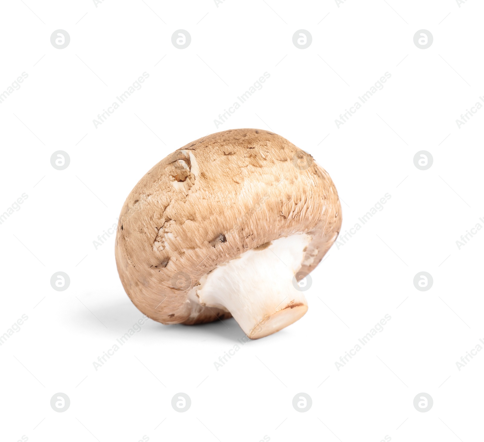 Photo of Fresh wild mushroom on white background. Edible fungi