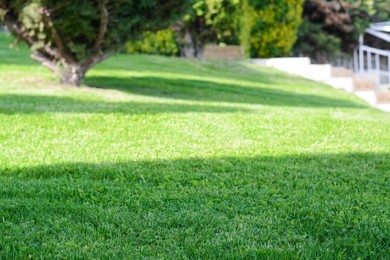 Photo of Beautiful lawn with green grass outdoors on sunny day