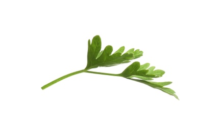 Leaves of fresh tasty parsley on white background