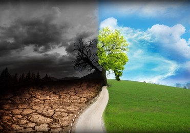 Image of Half dead and alive tree outdoors. Conceptual photo depicting Earth destroyed by environmental pollution