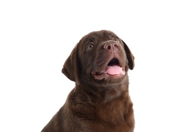 Photo of Cute chocolate Labrador Retriever puppy on white background