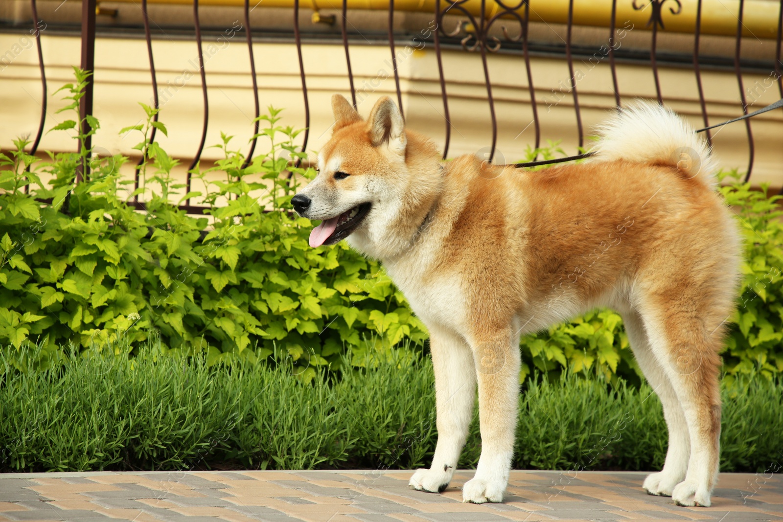 Photo of Adorable Akita Inu dog with leash outdoors, space for text