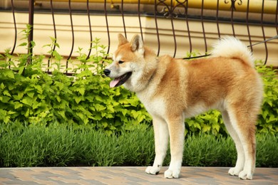Adorable Akita Inu dog with leash outdoors, space for text
