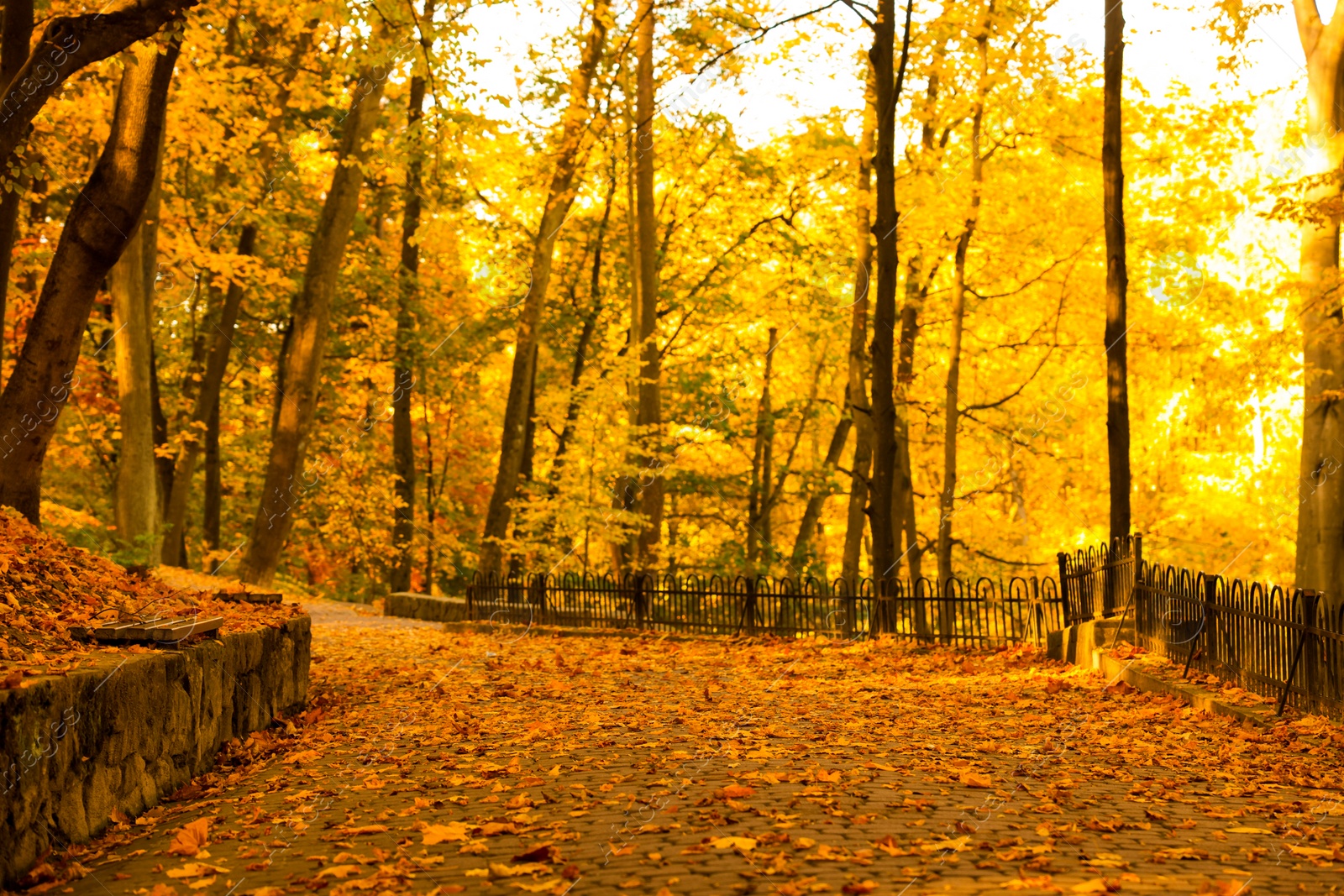 Photo of Beautiful yellowed trees and paved pathway in park