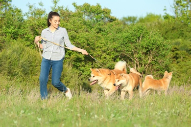 Young woman walking her adorable Akita Inu dogs in park