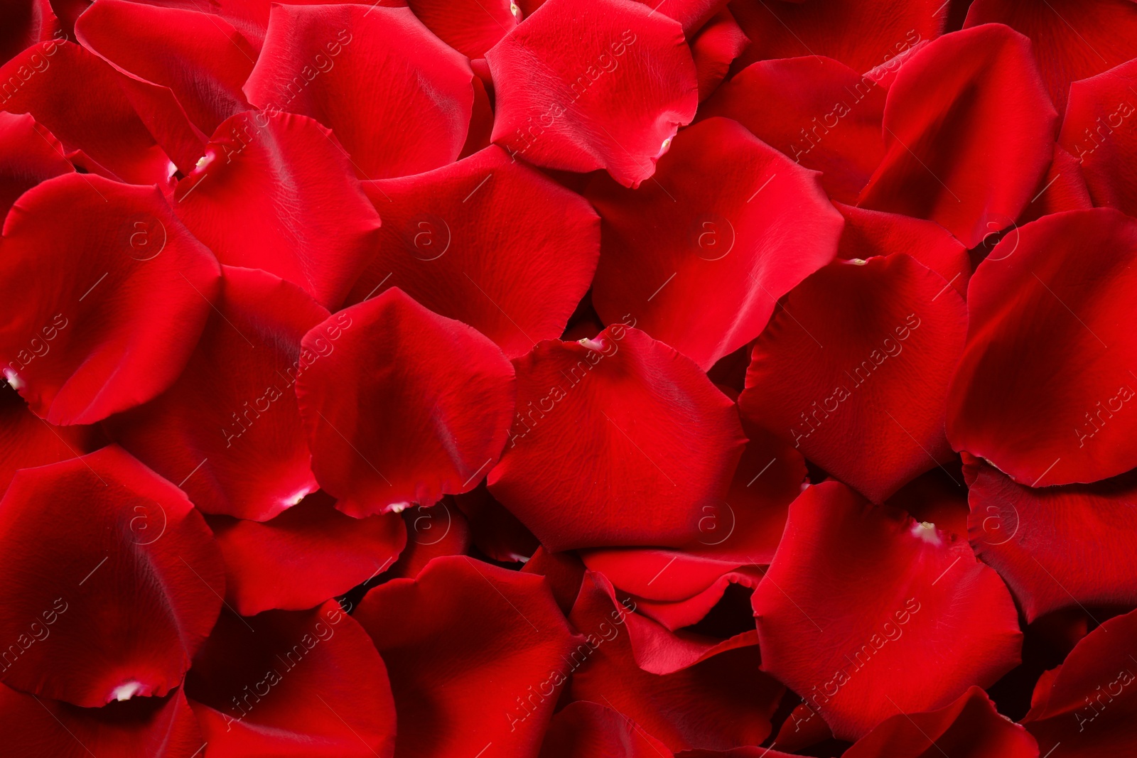 Photo of Beautiful red rose petals as background, top view