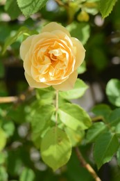 Beautiful yellow rose flower blooming outdoors, closeup. Space for text