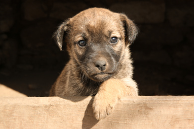 Photo of Stray puppy outdoors on sunny day, closeup. Baby animal