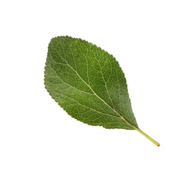 Photo of Fresh green plum leaf isolated on white