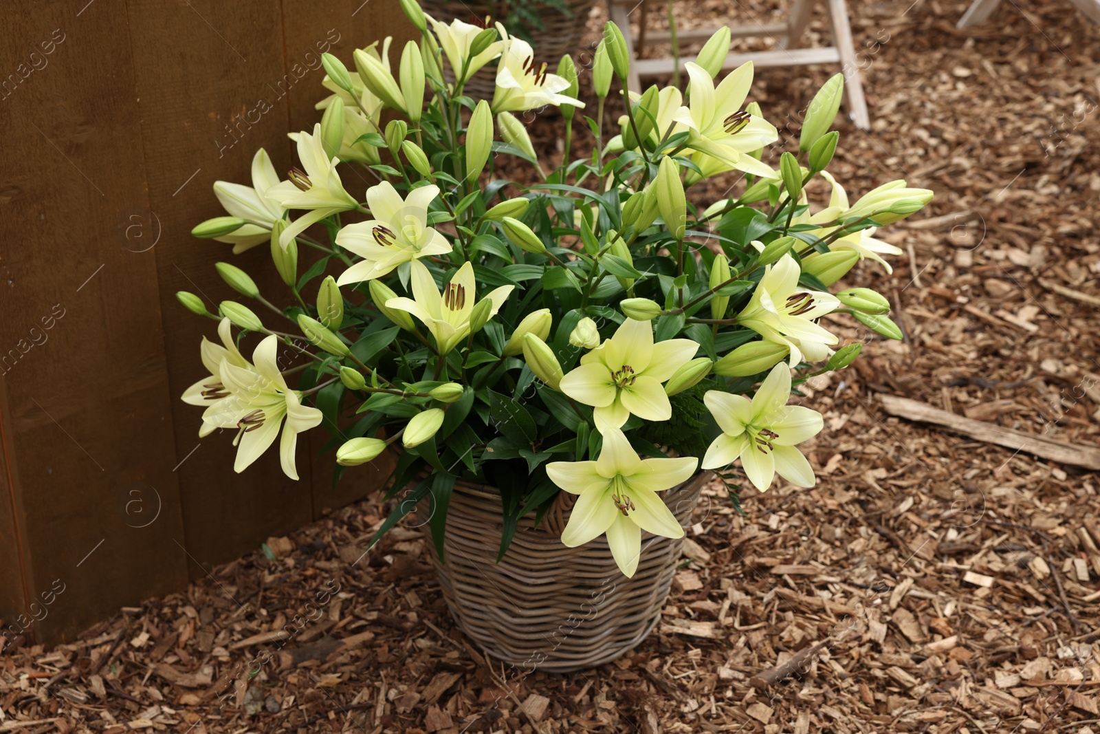 Photo of Beautiful lily flowers in wicker pot outdoors