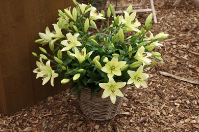 Beautiful lily flowers in wicker pot outdoors