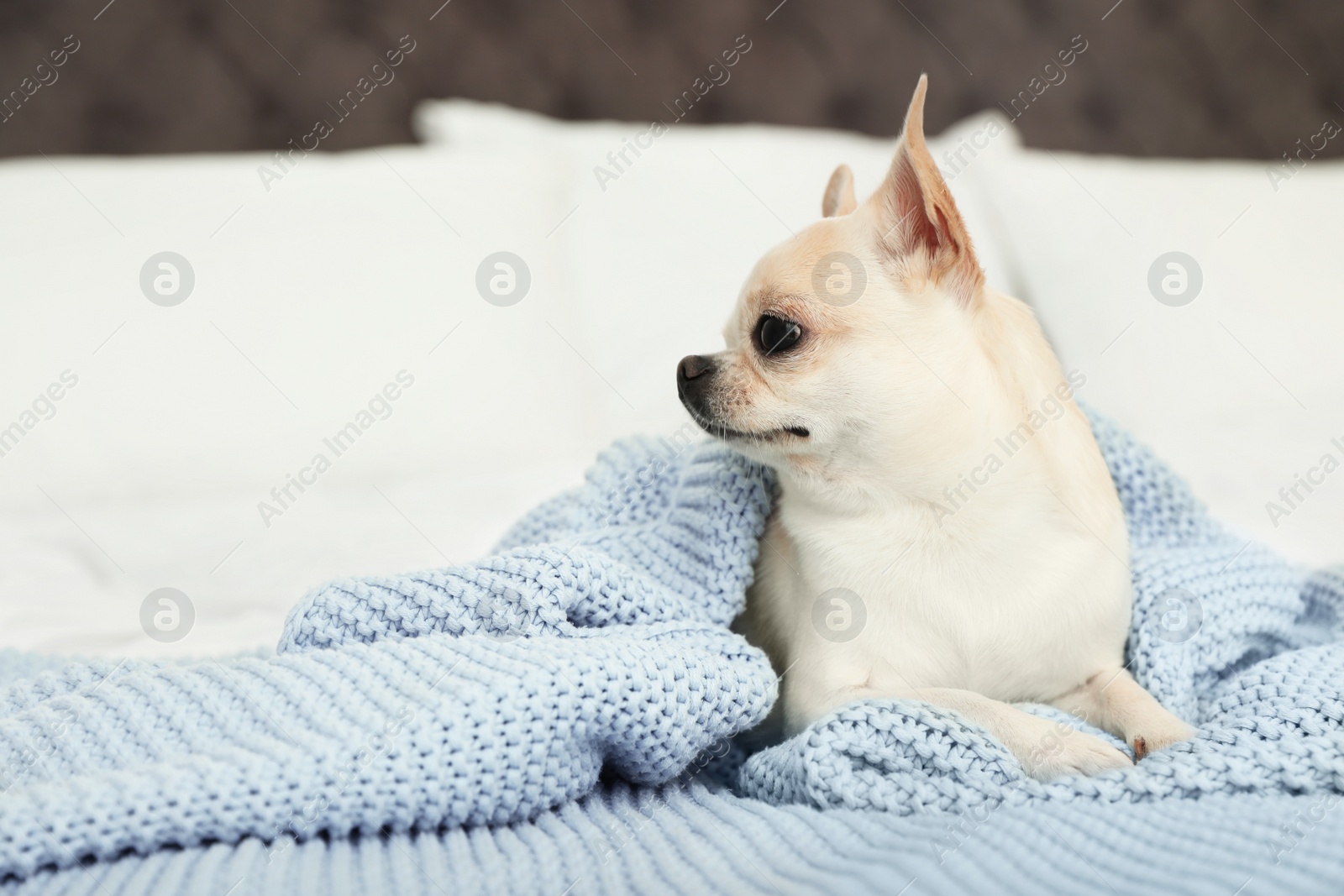 Photo of Adorable Toy Terrier under light blue knitted blanket on bed. Domestic dog