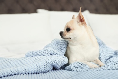 Adorable Toy Terrier under light blue knitted blanket on bed. Domestic dog