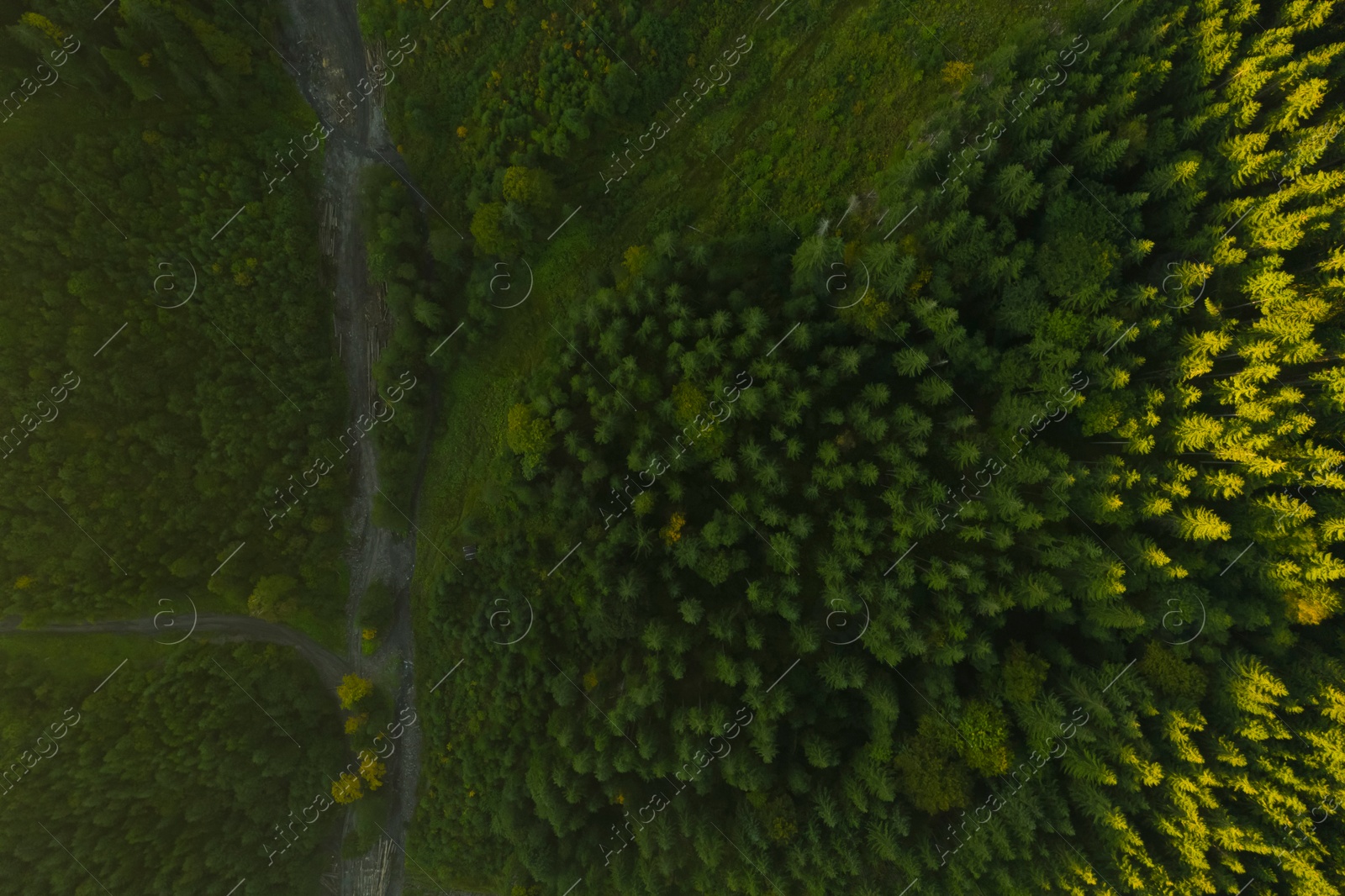 Image of Aerial view of road among green trees. Drone photography