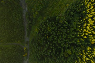 Image of Aerial view of road among green trees. Drone photography