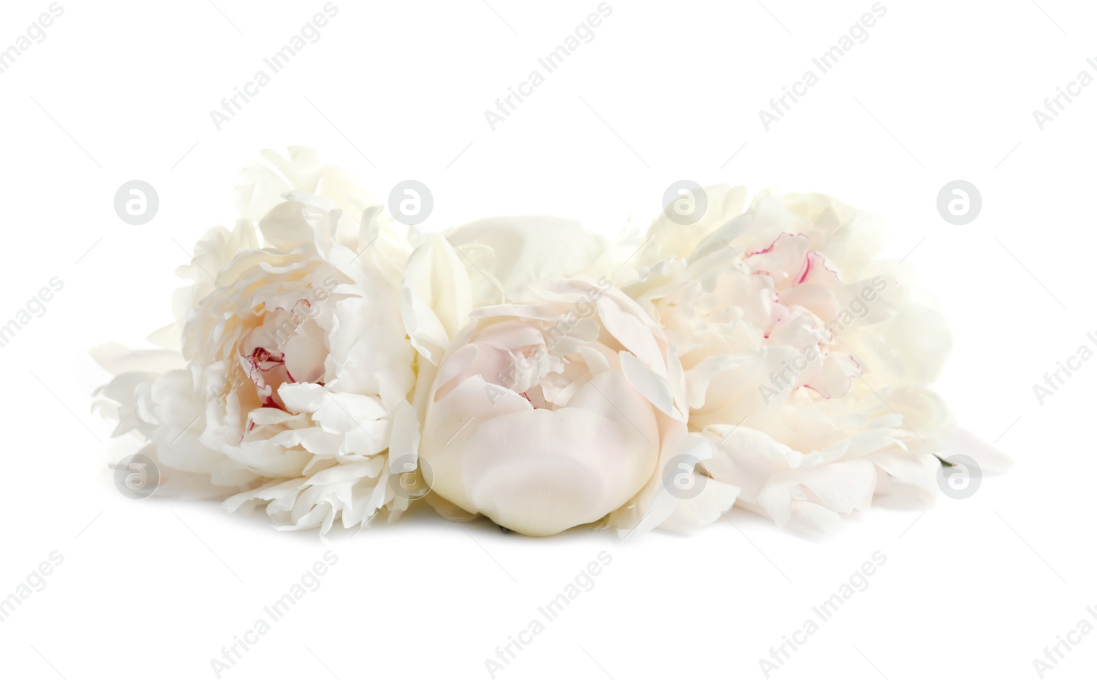 Photo of Beautiful blooming peony flowers on white background