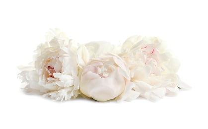 Beautiful blooming peony flowers on white background