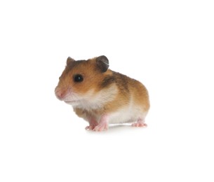 Adorable Syrian hamster on white background. Small pet