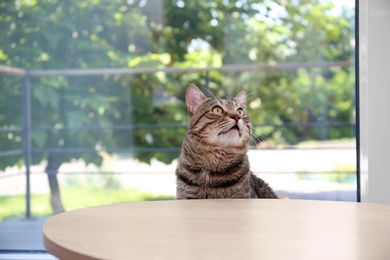 Photo of Adorable curious cat near table at home