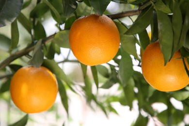 Fresh ripe oranges growing on tree outdoors, closeup