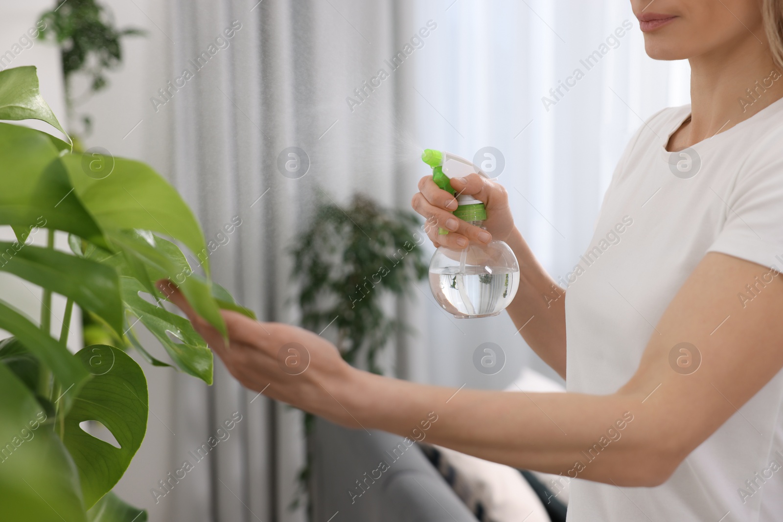 Photo of Woman spraying beautiful houseplants with water at home, closeup