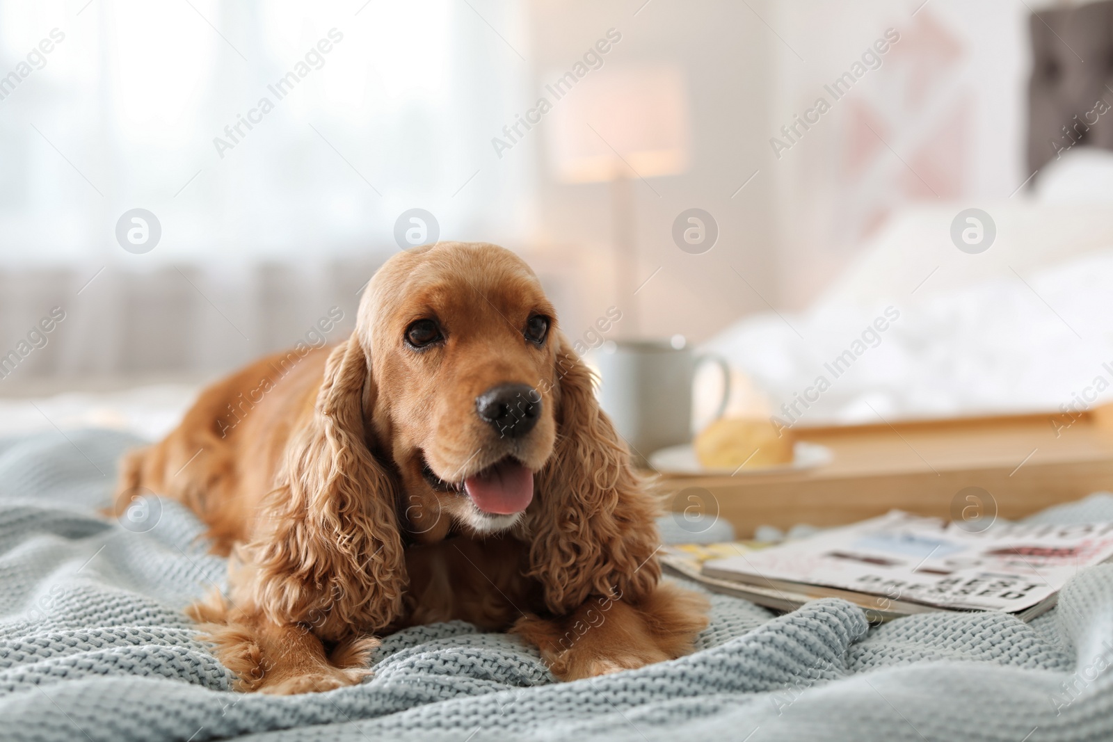 Photo of Cute Cocker Spaniel dog with warm blanket on bed at home. Cozy winter