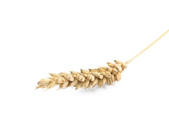Dried ear of wheat isolated on white