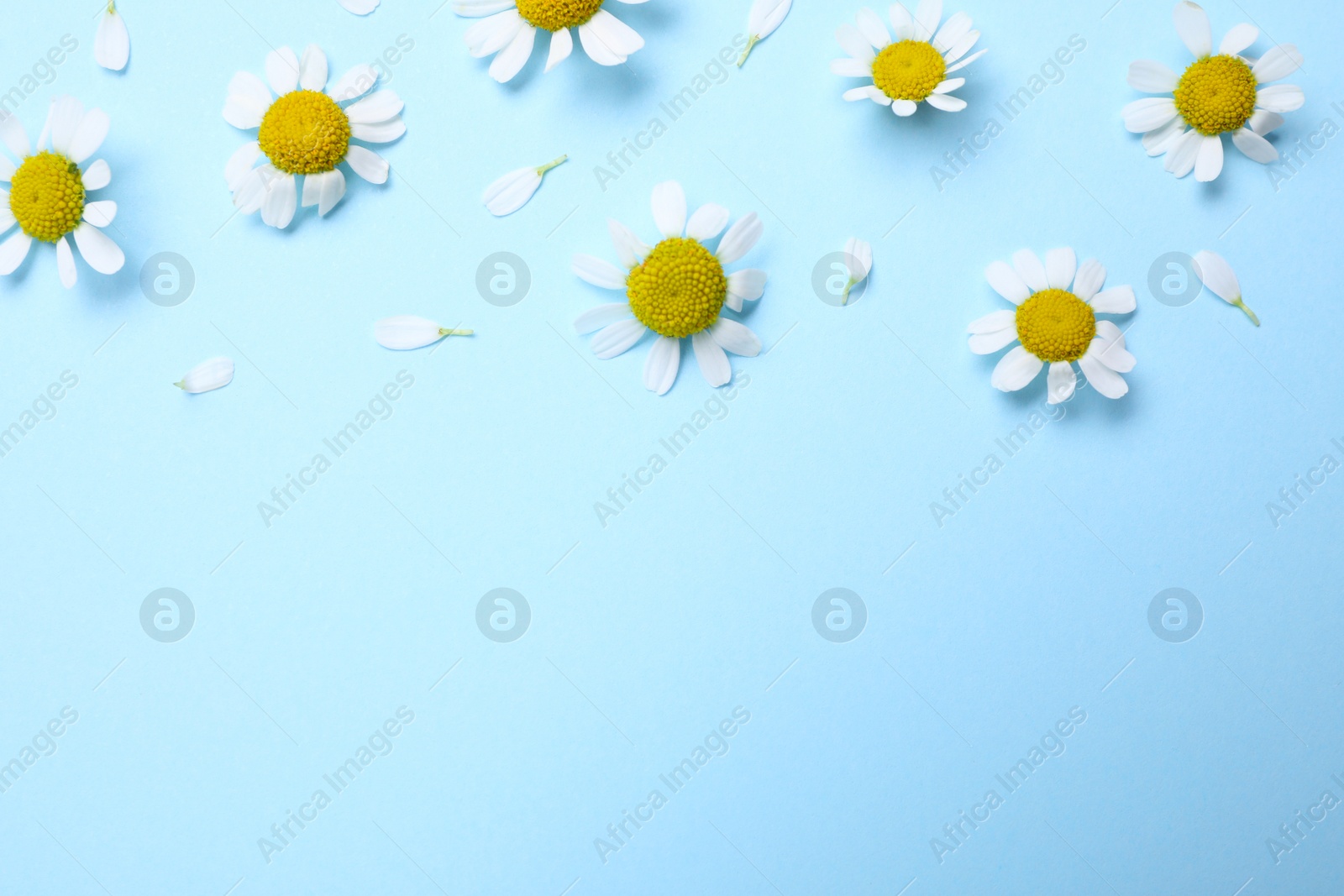 Photo of Beautiful chamomile flowers on light blue background, flat lay. Space for text