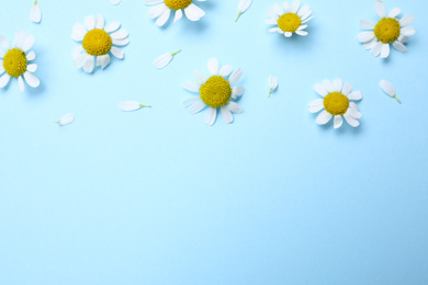 Beautiful chamomile flowers on light blue background, flat lay. Space for text