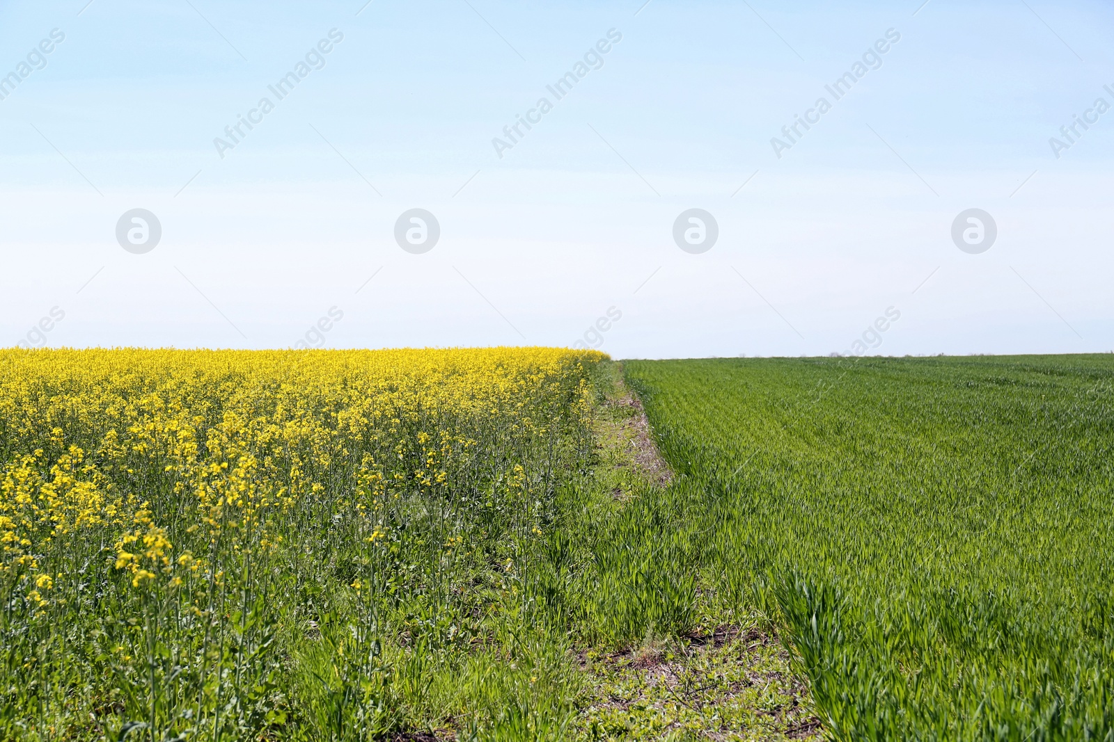 Photo of Beautiful view of agricultural fields on sunny day