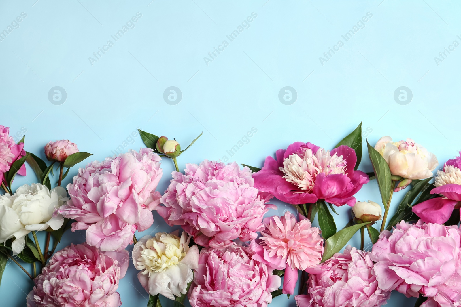 Photo of Beautiful peonies on light blue background, flat lay. Space for text